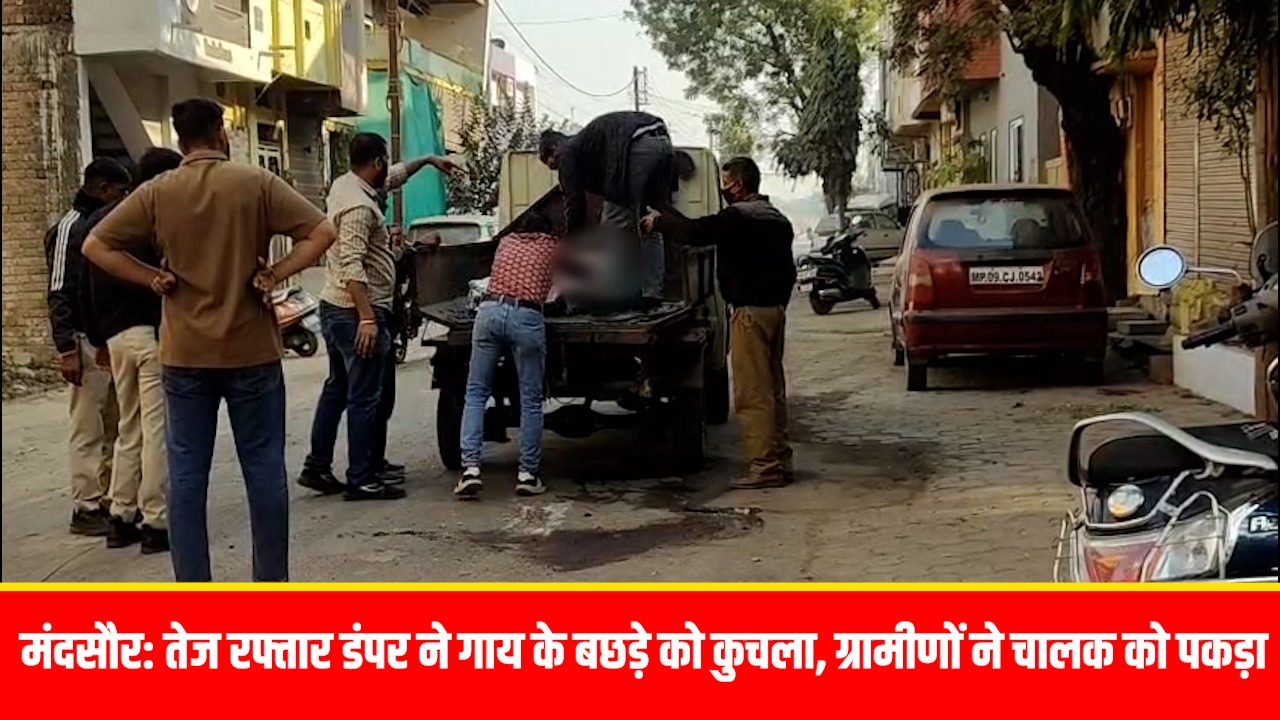 मंदसौर में तेज रफ्तार डंपर ने गाय के बछड़े को कुचला